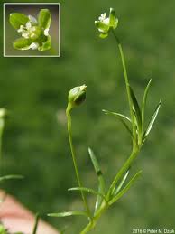 Attēlu rezultāti vaicājumam “Sagina procumbens fruit”