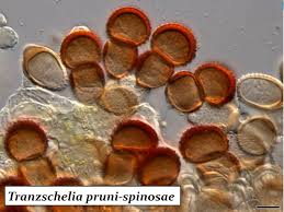 Attēlu rezultāti vaicājumam “Tranzschelia pruni-spinosae spores”