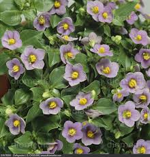 Image result for Exacum affine