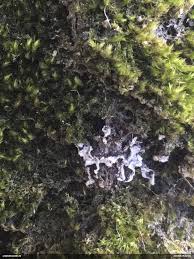 Attēlu rezultāti vaicājumam “Badhamiopsis praetermissa”