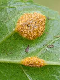 Attēlu rezultāti vaicājumam “Puccinia agrostidis”