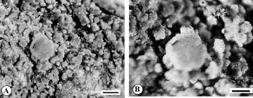 Attēlu rezultāti vaicājumam “Bacidia rubella”