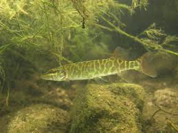 Image result for Esox lucius