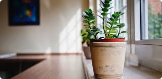 Attēlu rezultāti vaicājumam “Warnstorfia exannulata”