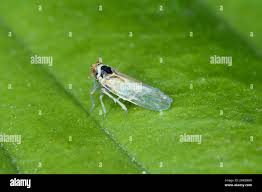 Attēlu rezultāti vaicājumam “Javesella pellucida male”