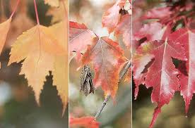 Attēlu rezultāti vaicājumam “Acer tataricum subsp. ginnala leaf”