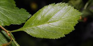 Attēlu rezultāti vaicājumam “Crataegus x macrocarpa leaf”