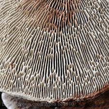 Attēlu rezultāti vaicājumam “Daedaleopsis confragosa”