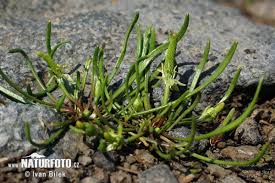 Attēlu rezultāti vaicājumam “Myosurus minimus”