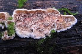 Attēlu rezultāti vaicājumam “Steccherinum bourdotii”