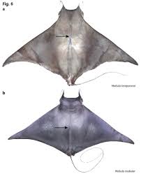 Image result for Mobula tarapacana