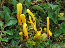 Attēlu rezultāti vaicājumam “Clavulinopsis helvola”