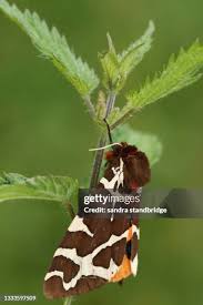 Attēlu rezultāti vaicājumam “Arctia caja”