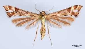 Attēlu rezultāti vaicājumam “Platyptilia tesseradactyla”