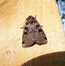 Attēlu rezultāti vaicājumam “Xestia triangulum”