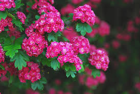 Attēlu rezultāti vaicājumam “Crataegus laevigata flower”