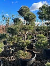 Attēlu rezultāti vaicājumam “Pinus sylvestris”