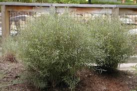 Attēlu rezultāti vaicājumam “Salix purpurea”