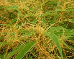 Attēlu rezultāti vaicājumam “Cuscuta europaea fruit”