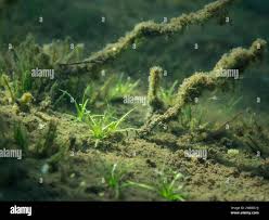 Attēlu rezultāti vaicājumam “Subularia aquatica leaf”