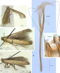 Attēlu rezultāti vaicājumam “Tischeriidae”