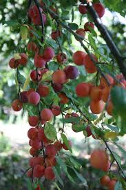 Attēlu rezultāti vaicājumam “Prunus cerasifera fruit”
