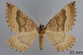 Attēlu rezultāti vaicājumam “Larentia clavaria”