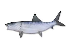 Image result for Albula vulpes