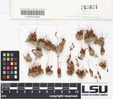 Attēlu rezultāti vaicājumam “Pogonatum dentatum”