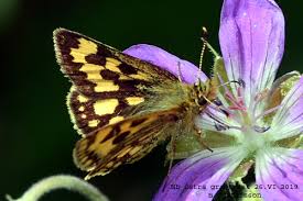 Attēlu rezultāti vaicājumam “Carterocephalus silvicolus female”