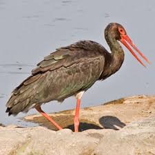 Attēlu rezultāti vaicājumam “Ciconia nigra”