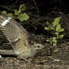 Attēlu rezultāti vaicājumam “Muscicapa striata nest”