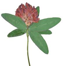 Attēlu rezultāti vaicājumam “Trifolium medium flower”