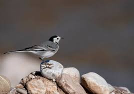 Attēlu rezultāti vaicājumam “Motacillidae”