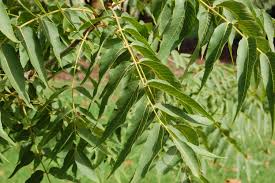 Attēlu rezultāti vaicājumam “Juglans x sinensis leaf”