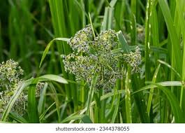 Attēlu rezultāti vaicājumam “Scirpus sylvaticus leaf”