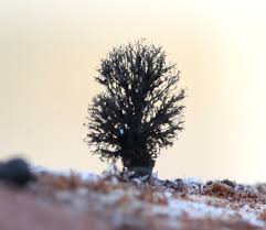 Attēlu rezultāti vaicājumam “Amaurochaete sp.”