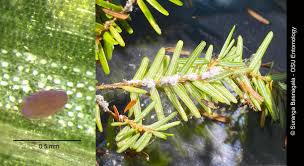 Attēlu rezultāti vaicājumam “Adelges laricis”