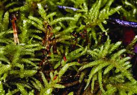 Attēlu rezultāti vaicājumam “Pseudoscleropodium purum”