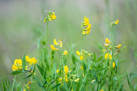 Attēlu rezultāti vaicājumam “Lathyrus pratensis flower”