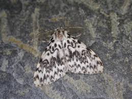 Attēlu rezultāti vaicājumam “Lymantria monacha pupa”