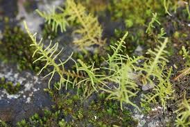 Attēlu rezultāti vaicājumam “Abietinella abietina”