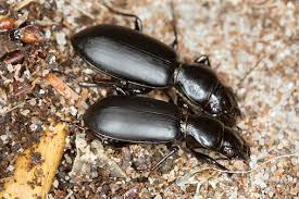 Attēlu rezultāti vaicājumam “Broscus cephalotes”