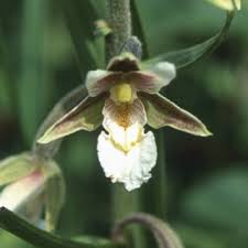 Attēlu rezultāti vaicājumam “Epipactis palustris bud”