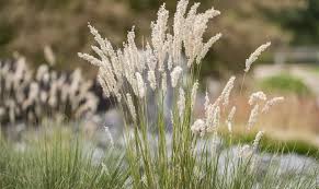 Attēlu rezultāti vaicājumam “Festuca gigantea”