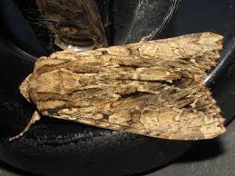 Attēlu rezultāti vaicājumam “Apamea monoglypha”