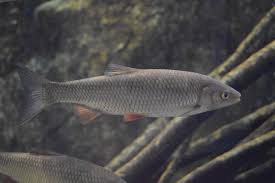 Image result for Squalius cephalus