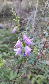 Attēlu rezultāti vaicājumam “Campanula rapunculoides bud”