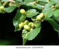 Attēlu rezultāti vaicājumam “Tetraneura ulmi”