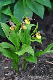 Attēlu rezultāti vaicājumam “Cypripedium calceolus flower”